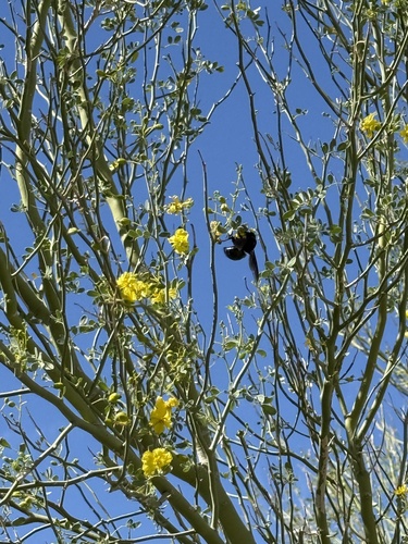iNaturalist observation photo of Western Carpenter Bee