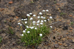 Eriocaulon dregei
