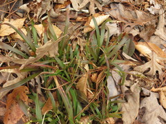 Luzula acuminata acuminata