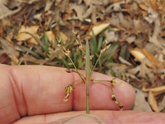 Luzula acuminata acuminata