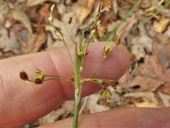 Luzula acuminata acuminata