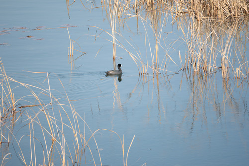 Eurasian Coot