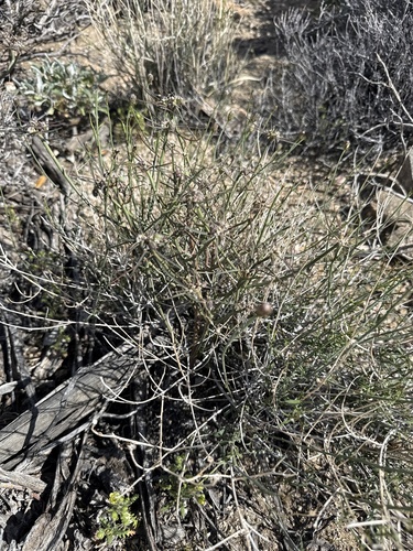 iNaturalist observation photo of San Felipe Dogweed