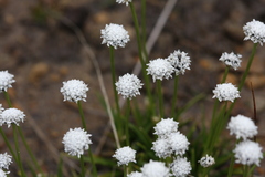 Eriocaulon dregei