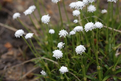 Eriocaulon dregei