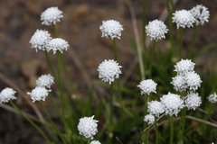 Eriocaulon dregei