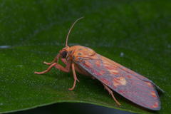 Ammatho roseororatus