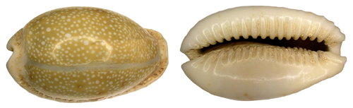 Eroded Cowry