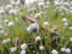 Eriocaulon dregei