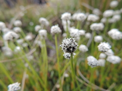 Eriocaulon dregei