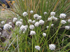 Eriocaulon dregei