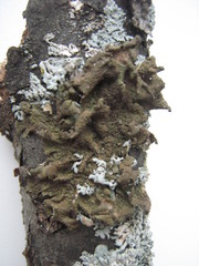 Melanohalea exasperata