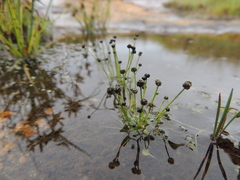 Eriocaulon mutatum angustisepalum
