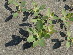 Chenopodium acuminatum virgatum