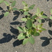 Chenopodium acuminatum virgatum - Photo no hay derechos reservados, subido por 葉子