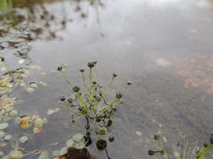 Eriocaulon mutatum angustisepalum