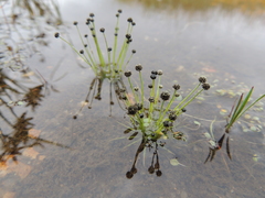Eriocaulon mutatum angustisepalum