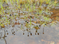 Eriocaulon mutatum angustisepalum