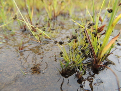 Eriocaulon mutatum angustisepalum