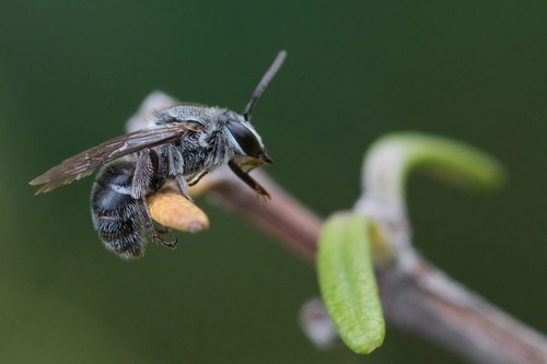 Lipotriches muscosa