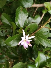 Grewia occidentalis image