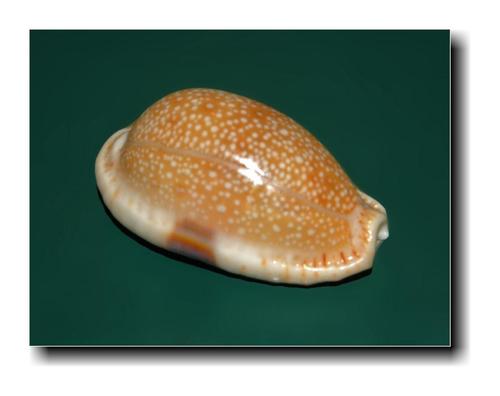 Eroded Cowry