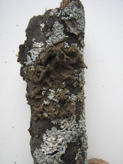 Melanohalea exasperata