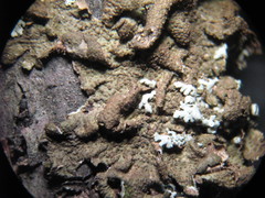 Melanohalea exasperata