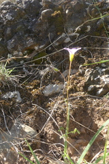 Oxalis stellata