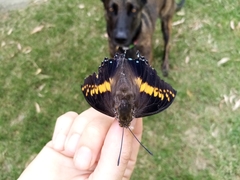 Charaxes castor