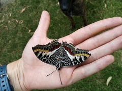 Charaxes castor