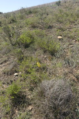 Bulbine cepacea