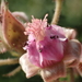 Rubus parvifolius - Photo (c) 葉子, algunos derechos reservados (CC BY-NC-ND)