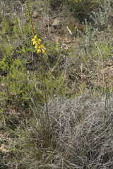 Bulbine cepacea