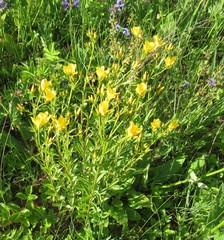 Linum flavum