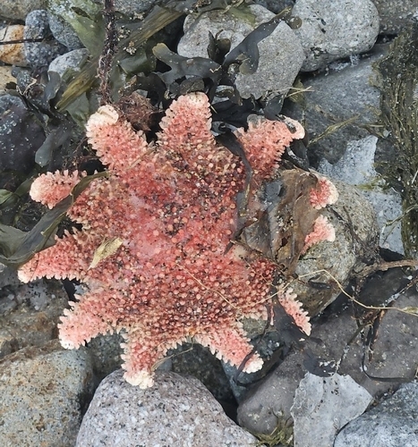 Rose Sun Star