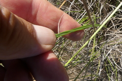 Bulbine cepacea