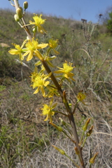 Bulbine cepacea