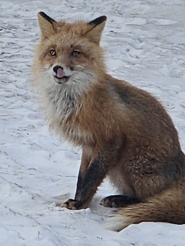 Red Fox