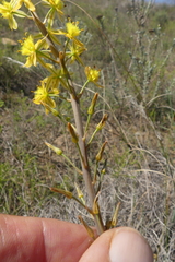 Bulbine cepacea