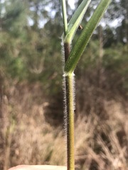 Dichanthelium scabriusculum