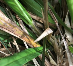 Dichanthelium scabriusculum