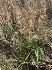 Dichanthelium scabriusculum