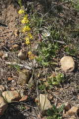 Bulbine cepacea