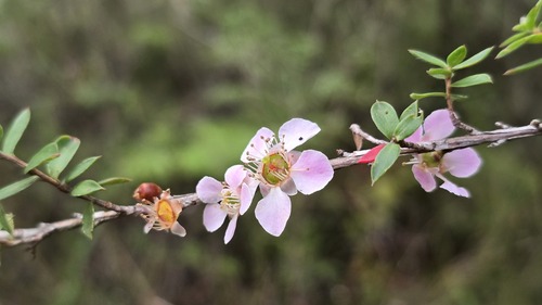 Peach-flowered Tea Tree (Leptospermum squarrosum)