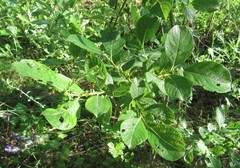 Salix aurita
