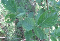 Salix aurita