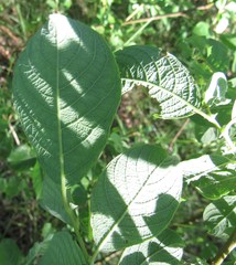 Salix aurita