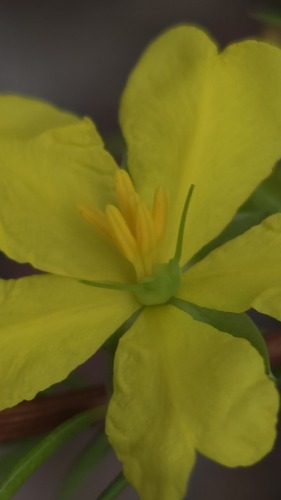 rock rose guinea-flower (Hibbertia cistiflora)