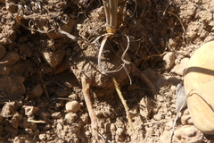 Bulbine cepacea